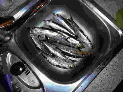 Heringe 2015 in der Küche bei © Fisch mit Knochen