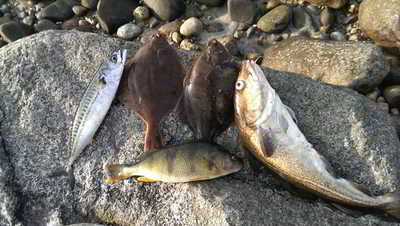 ©Kajak-Rudi Kleeblatt von einem Fischzug an der Küste