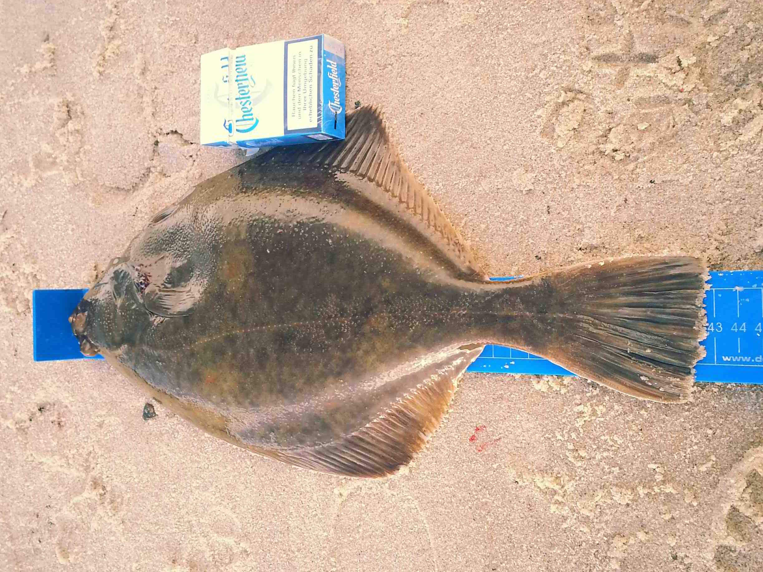 © Kajos Plattfisch auf der Messlatte zeigt 43cm an