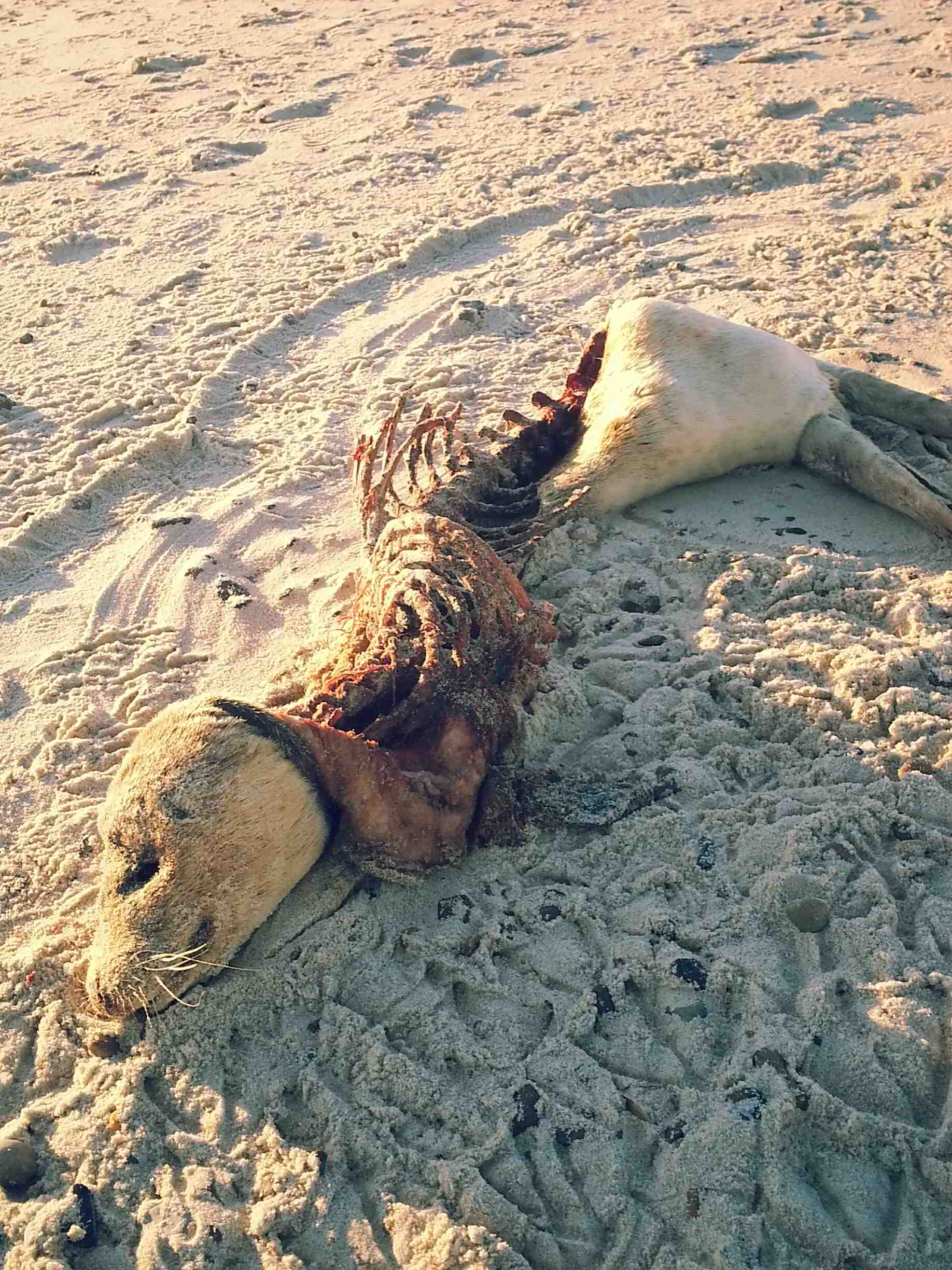 © Kajos Seehund Nordsee Dänemark Bereich Oxriver