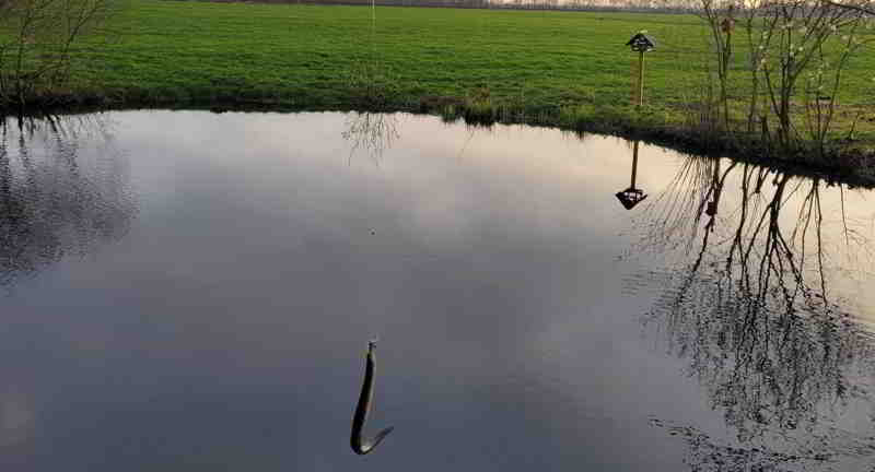 ©Köhler Kleiner Aal aus kleinem Teich bei Ententeich vom 31.03.2024