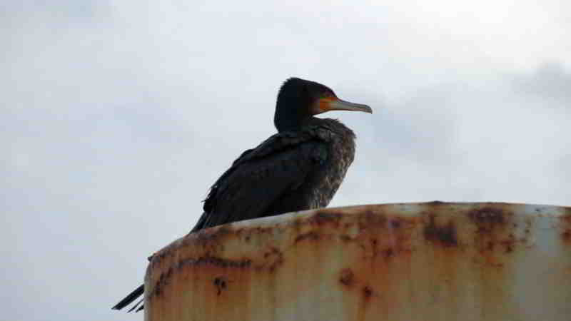 Kollegen unter sich: Ein Kormoran beaufsichtigte mich beim Heringsangeln