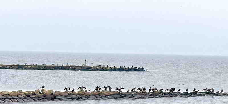 &copy; fishfinder Kormorane trocknen sich nach ihrer Jagd