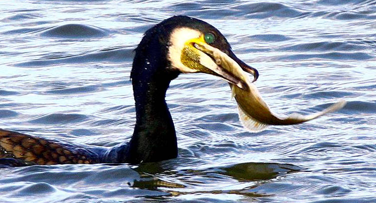 &copy; Kuddl Aus meinem Archiv: <q>Platte geht immer</q> meint der Kormoran