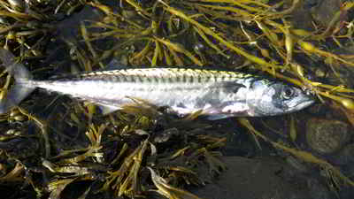 Kleine Makrele aus dem Etnefjord