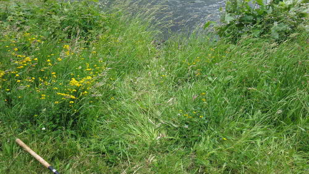 Trampelpfad am NOK zum Wasser im Juni 2017