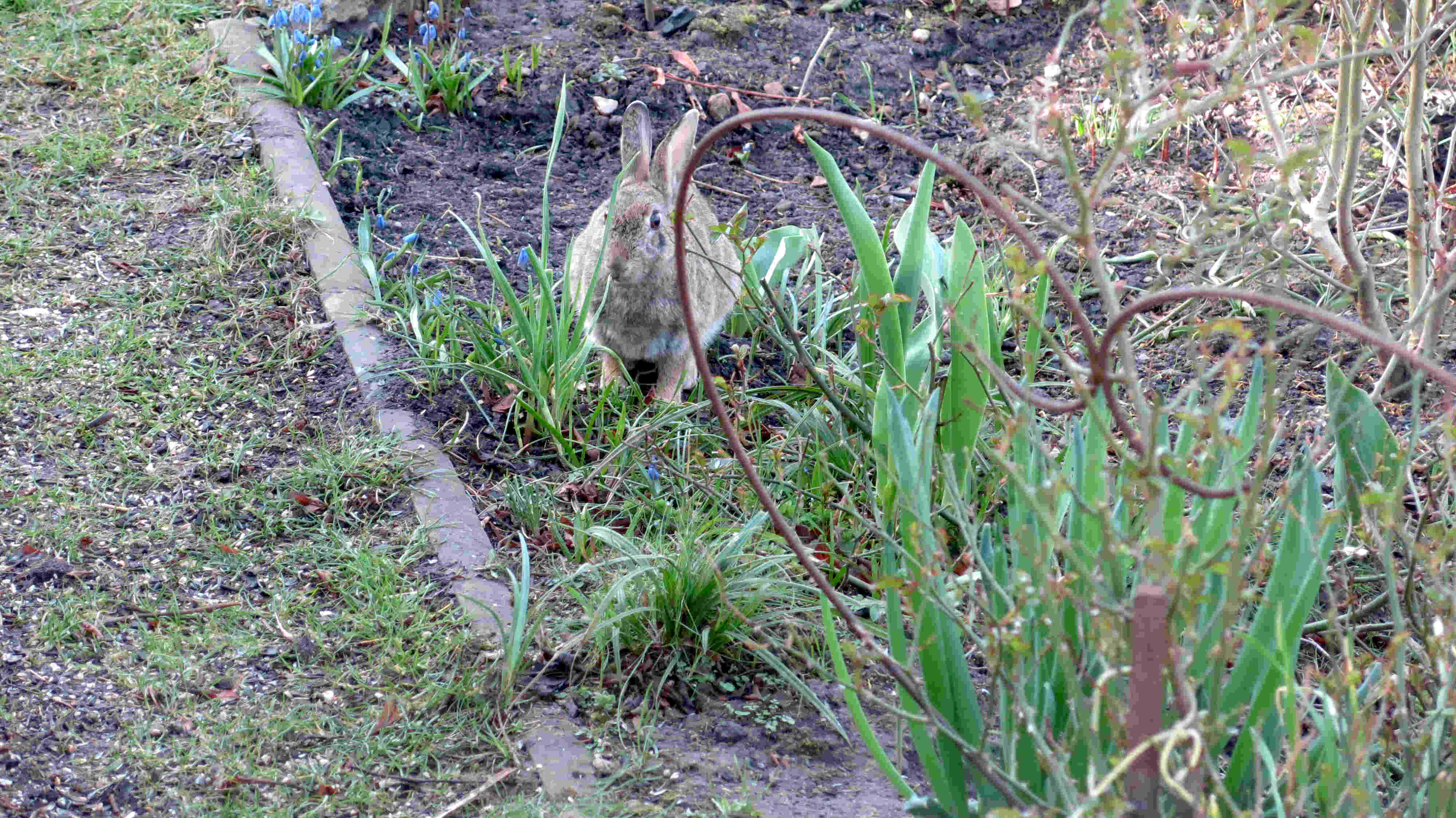 Erwischt! Frohe Ostern und viel Petri Heil für Alle! Achtung: Wir haben hier Ostersturm. Massiv! Trittleitern und Osterhasen fliegen waagerecht durch die Luft.