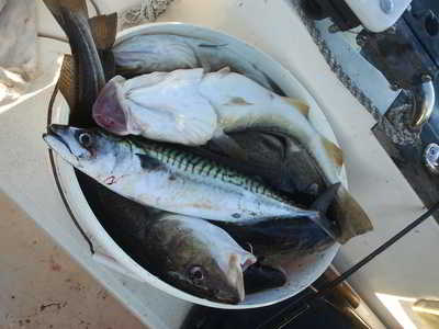 © Sellfisch 2015 - Tolle Fische vom Boot gab es bei Sellfisch und Collegen