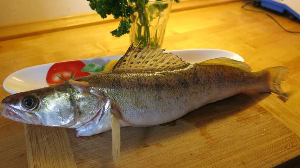 Zander, von Petrifisch gefangen, in meiner Küche. Danke!